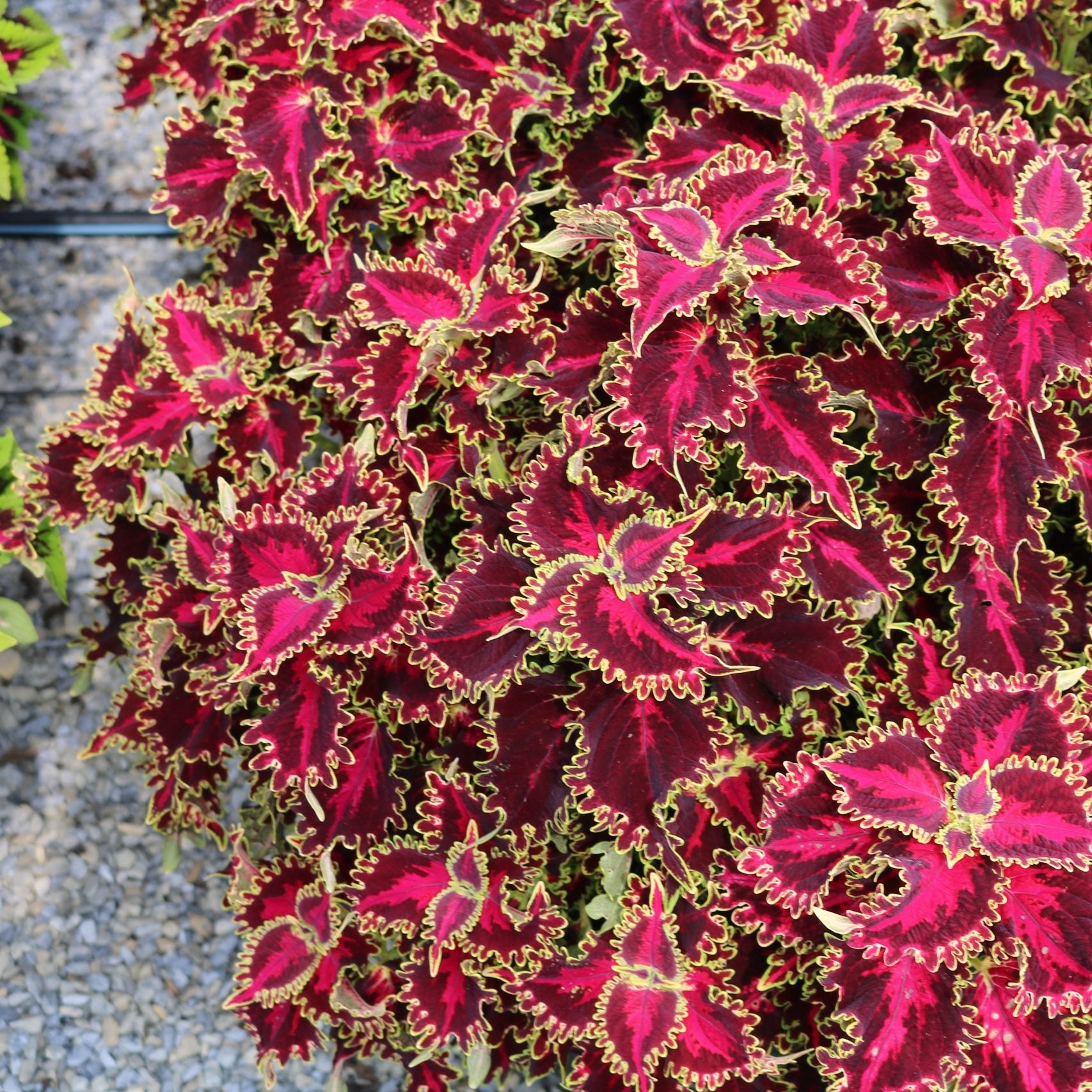 Coleus 'Solar Flare'