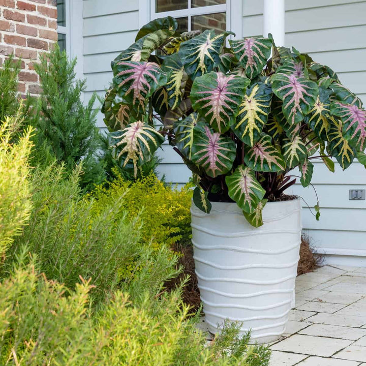 Royal Hawaiian® Waikiki Colocasia
