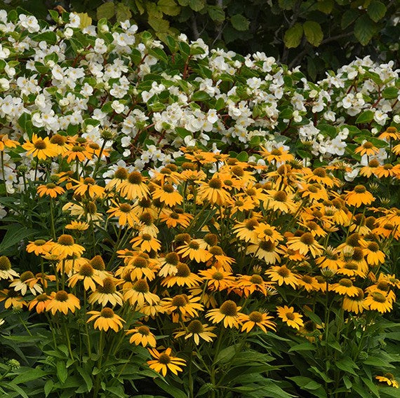 Echinacea Artisan™ Yellow Ombre