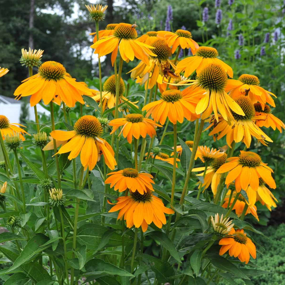 Echinacea Artisan™ Yellow Ombre