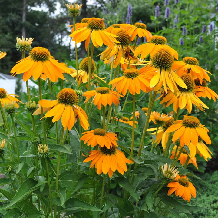 Echinacea Artisan™ Yellow Ombre