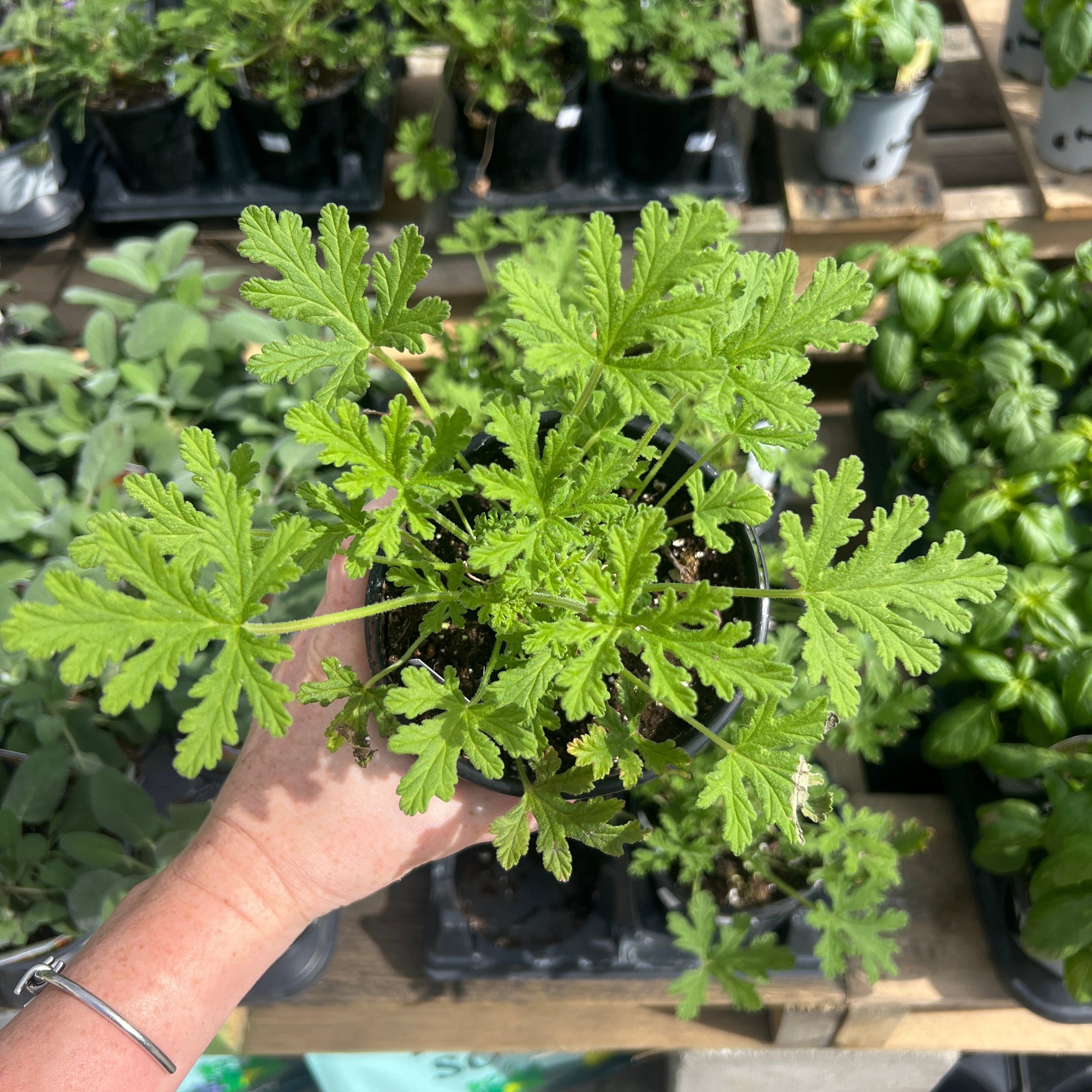 ANNUAL Geranium 'Citronella'