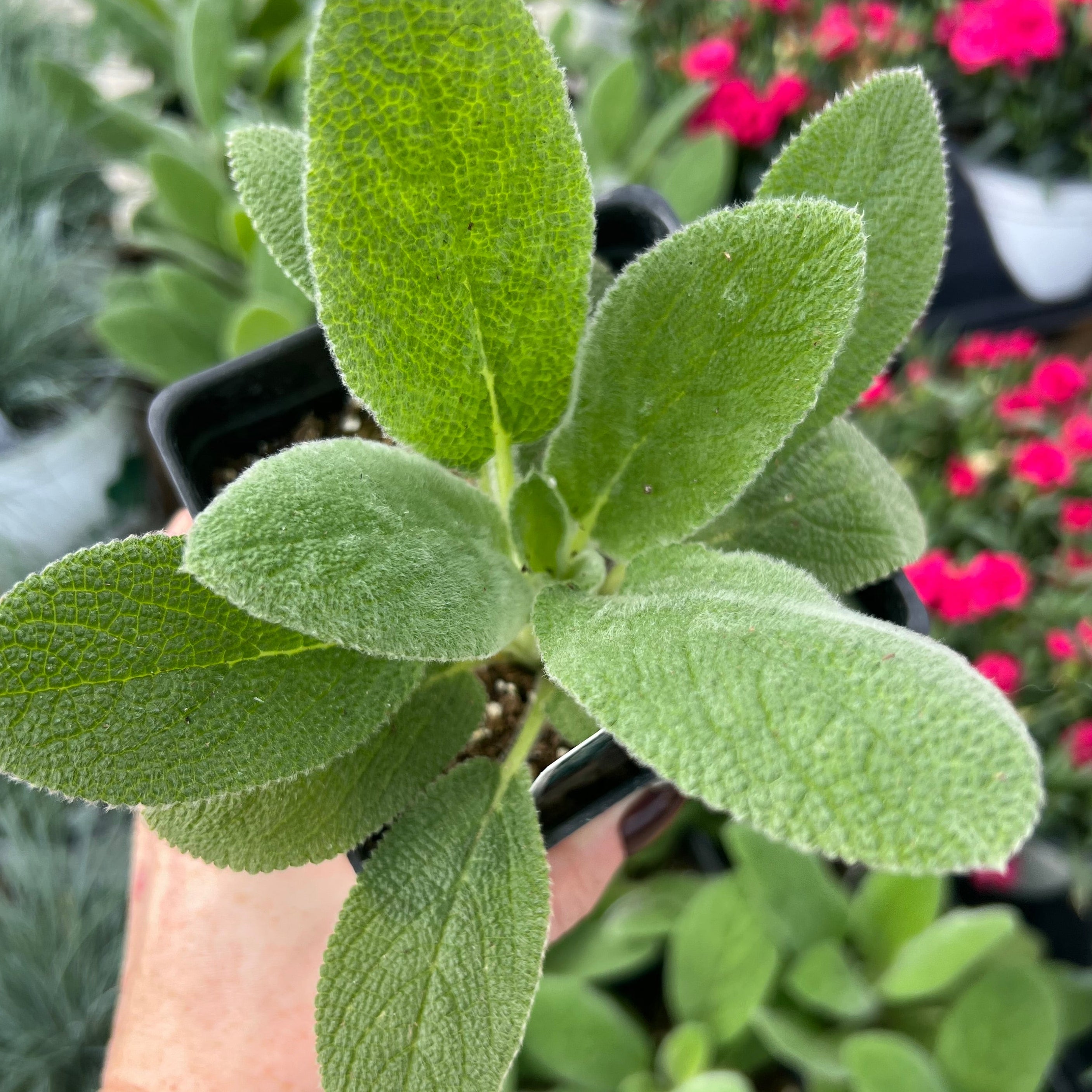 PERENNIAL Lamb's Ear