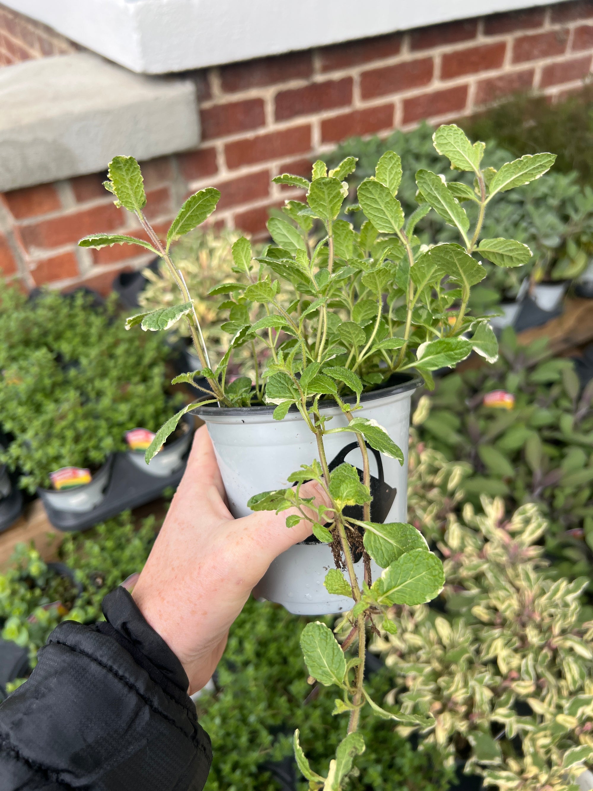 HERB 'Pineapple' Mint