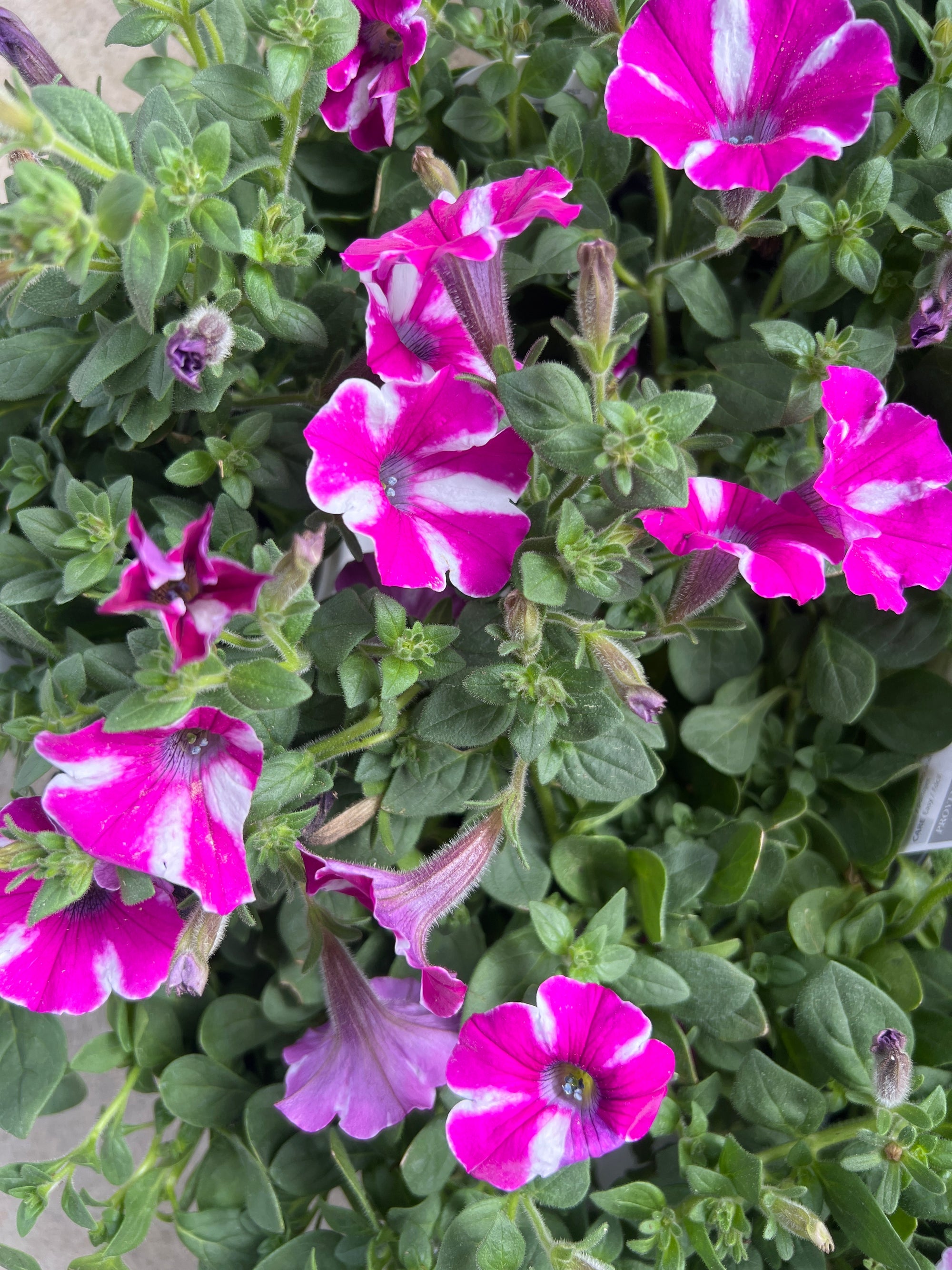 ANNUAL Supertunia Raspberry Rush PW