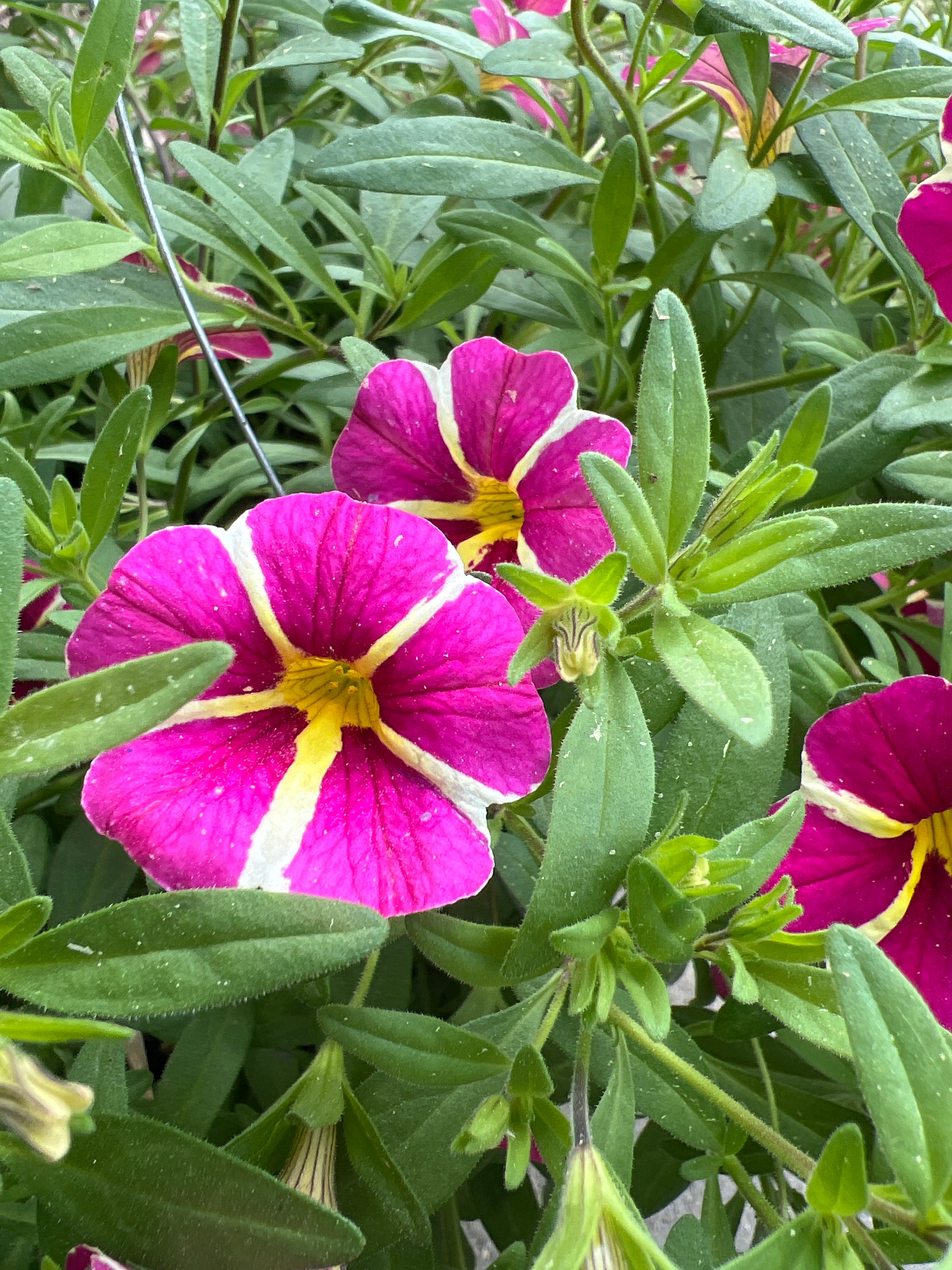 ANNUAL Calibrachoa Cha-Cha Hot Pink Star HB