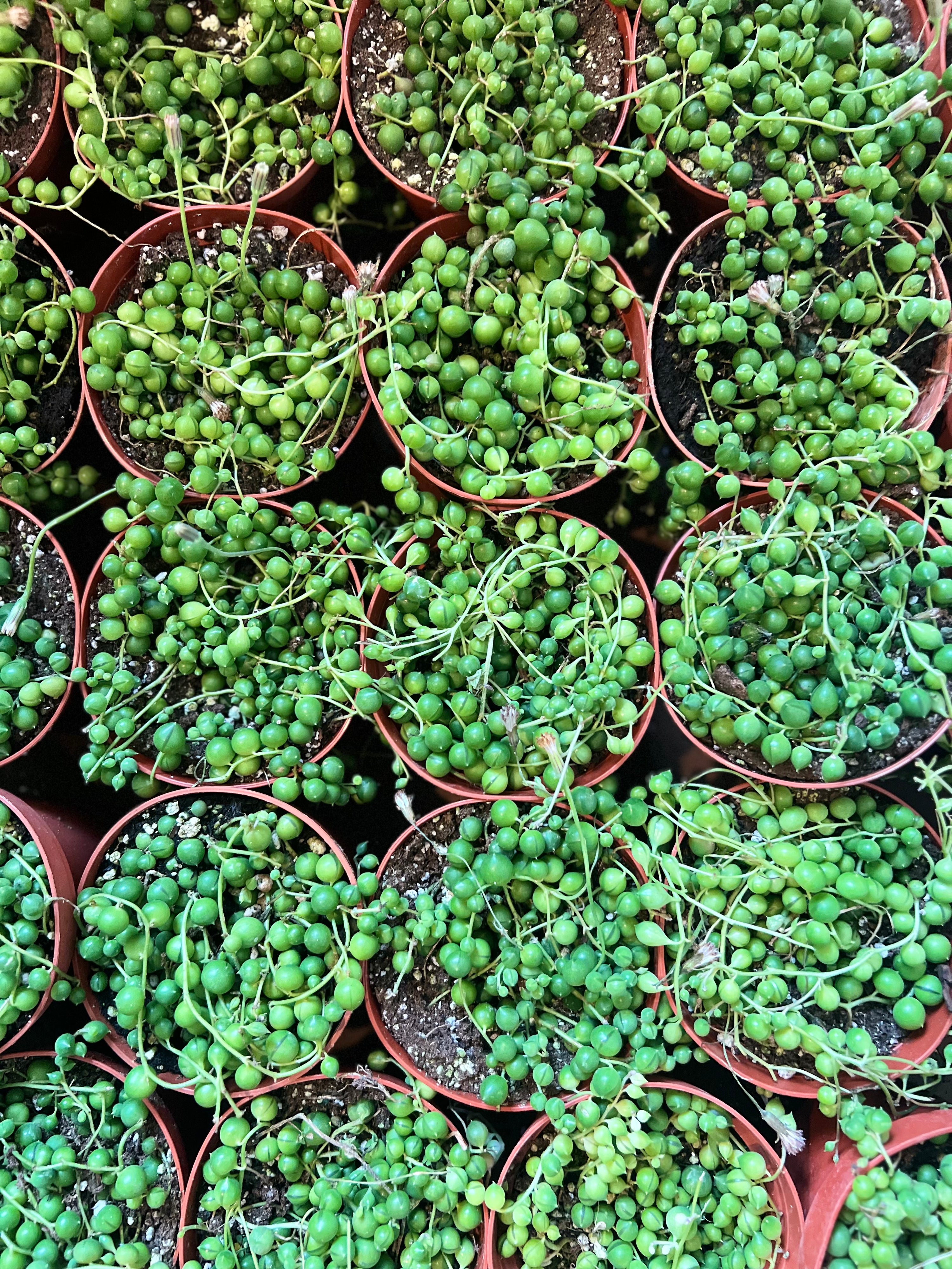 Succulents String of Pearls 4”