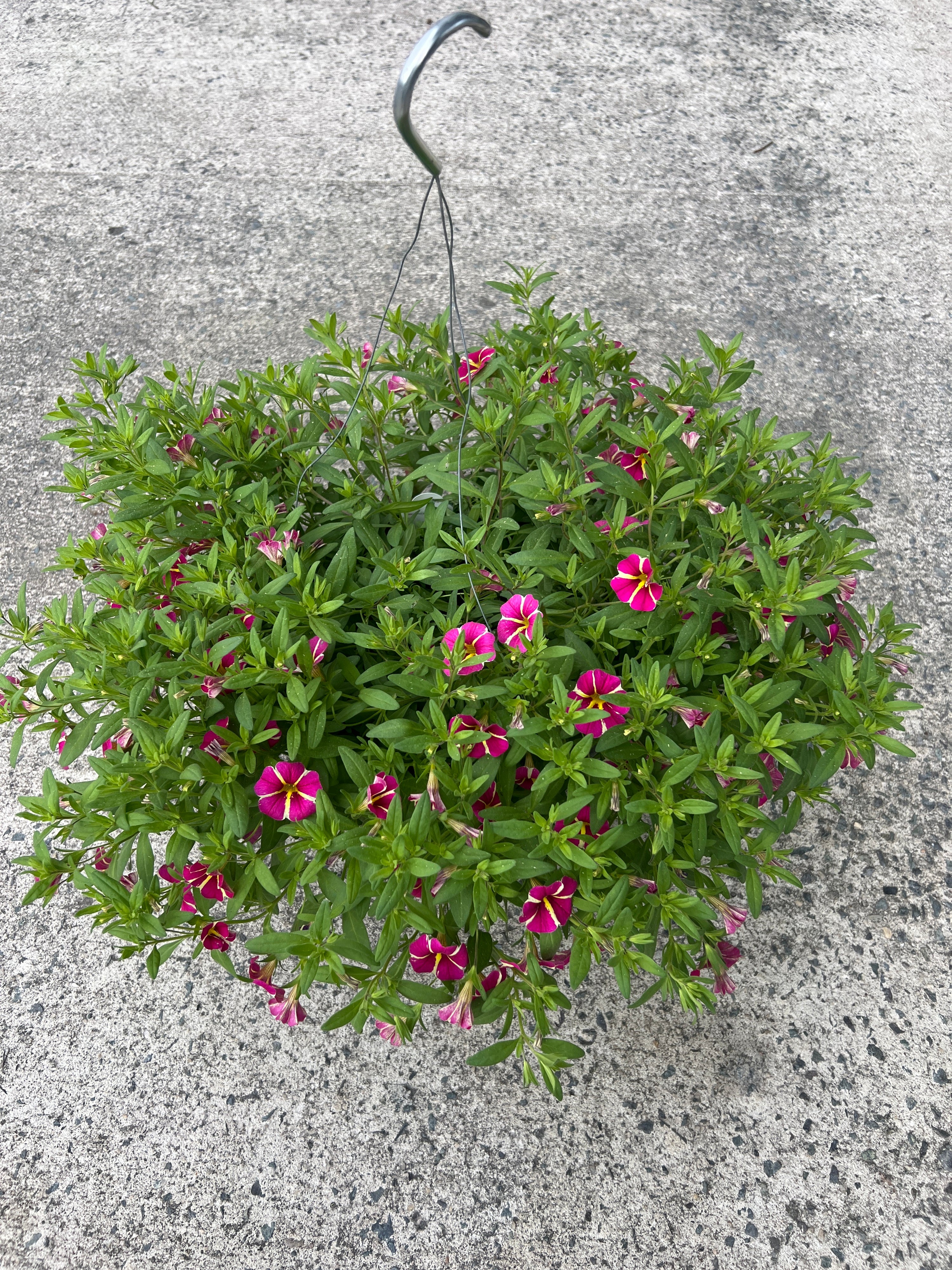ANNUAL Calibrachoa Cha-Cha Hot Pink Star HB