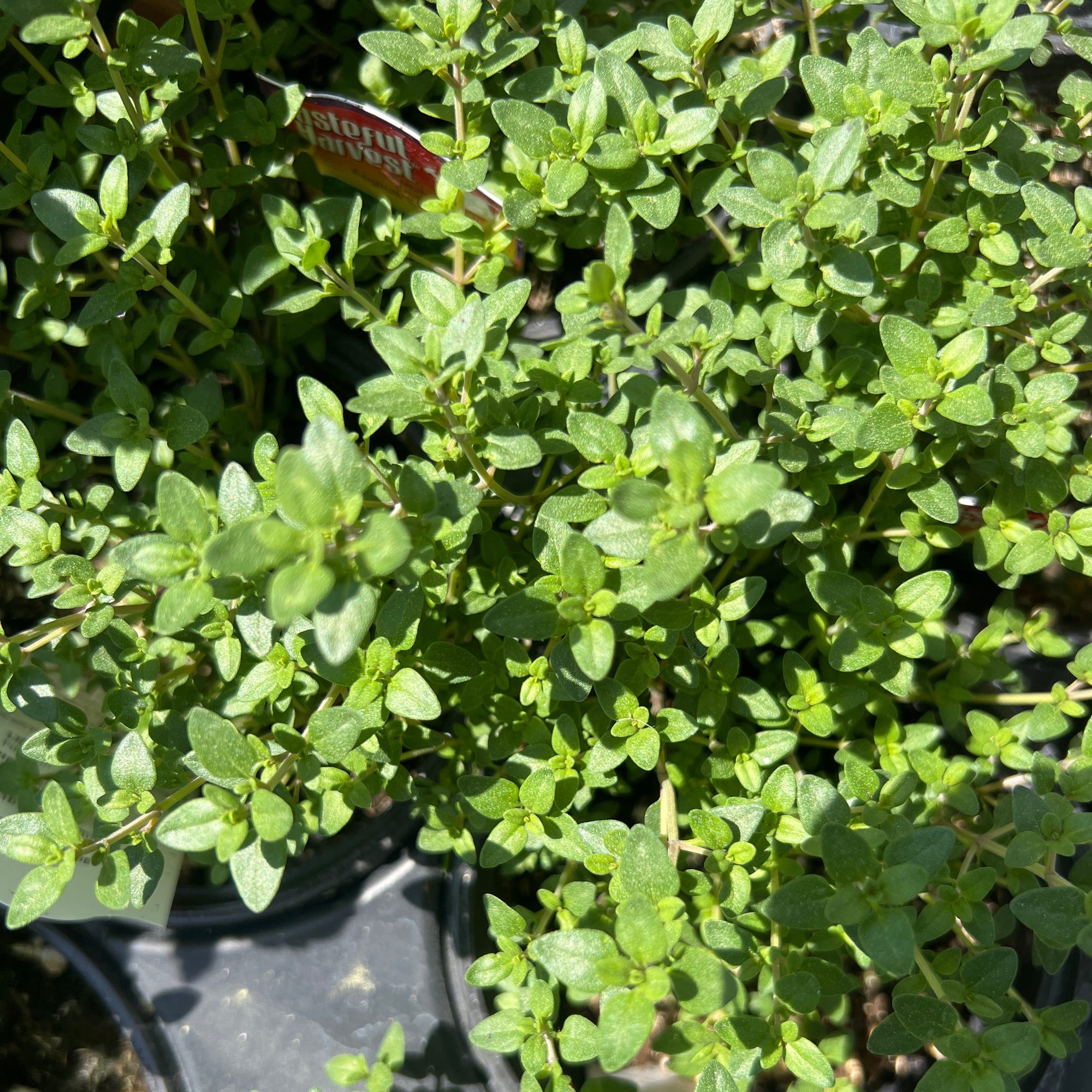 HERB English Thyme