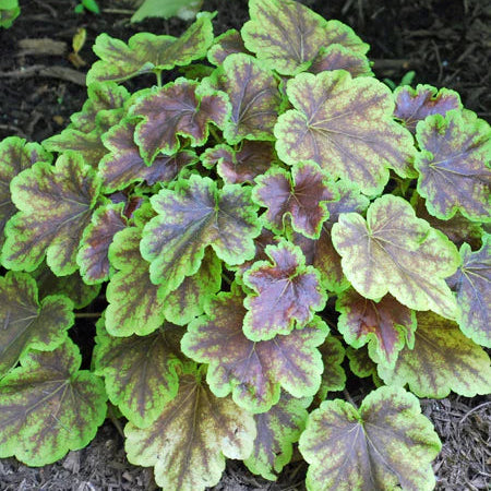 Heucherella 'Solar Eclipse'