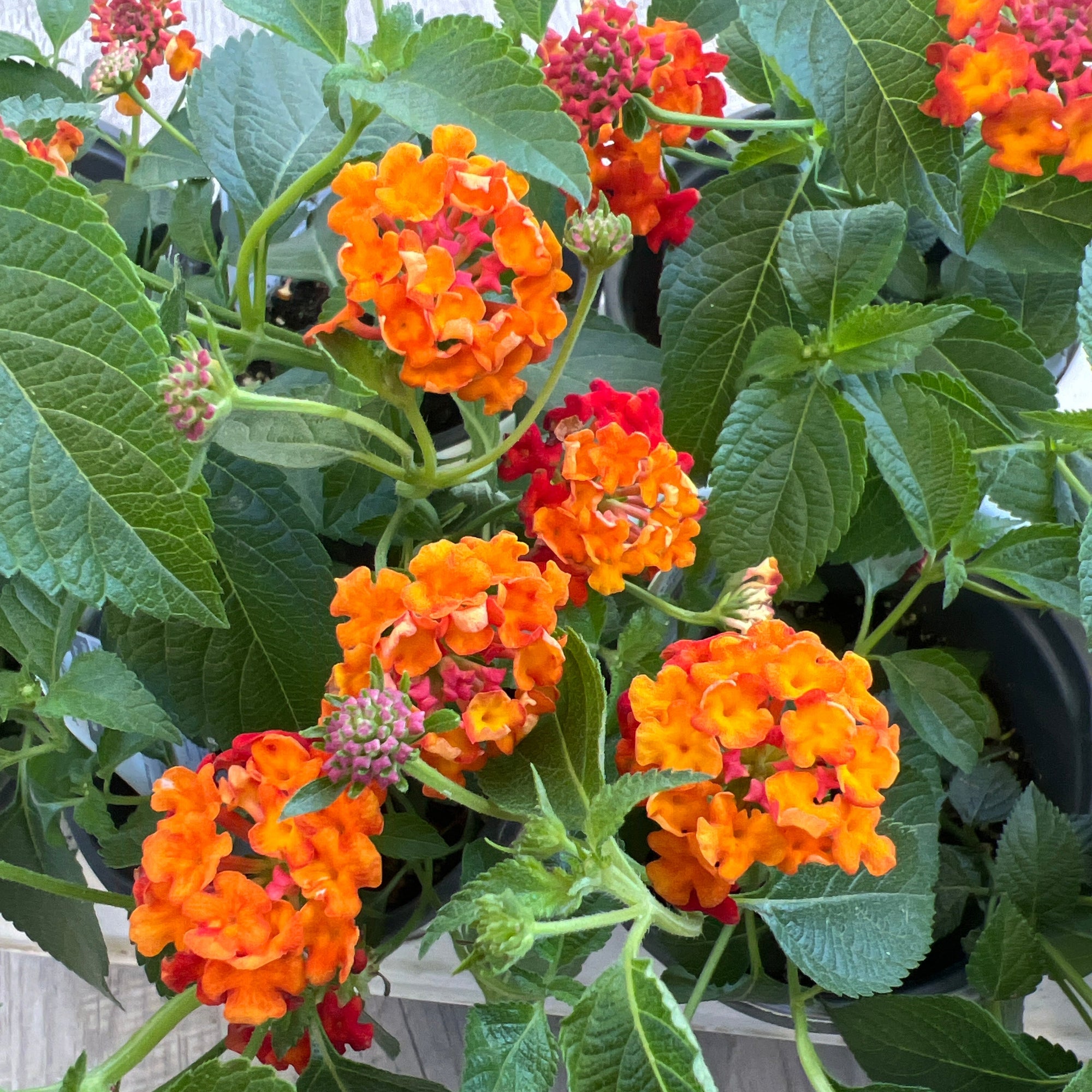 ANNUAL Luscious Citrus Blend Lantana PW