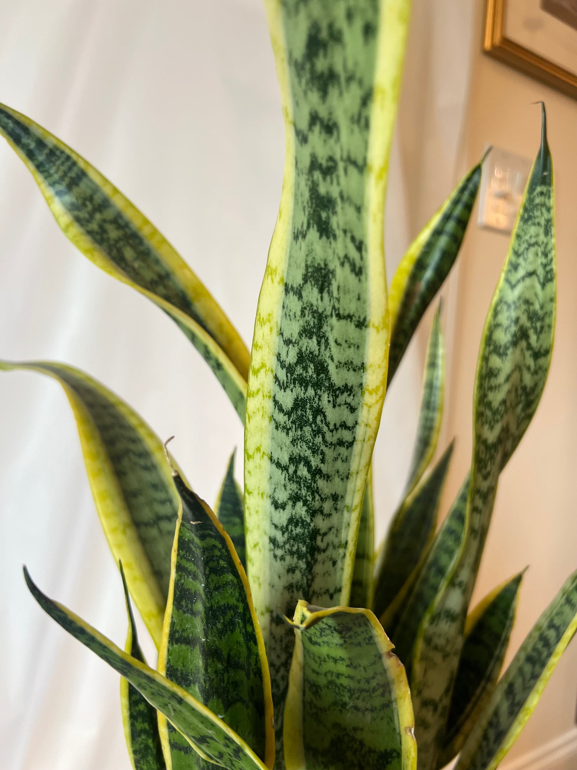 SANSEVIERIA Laurentii 10”