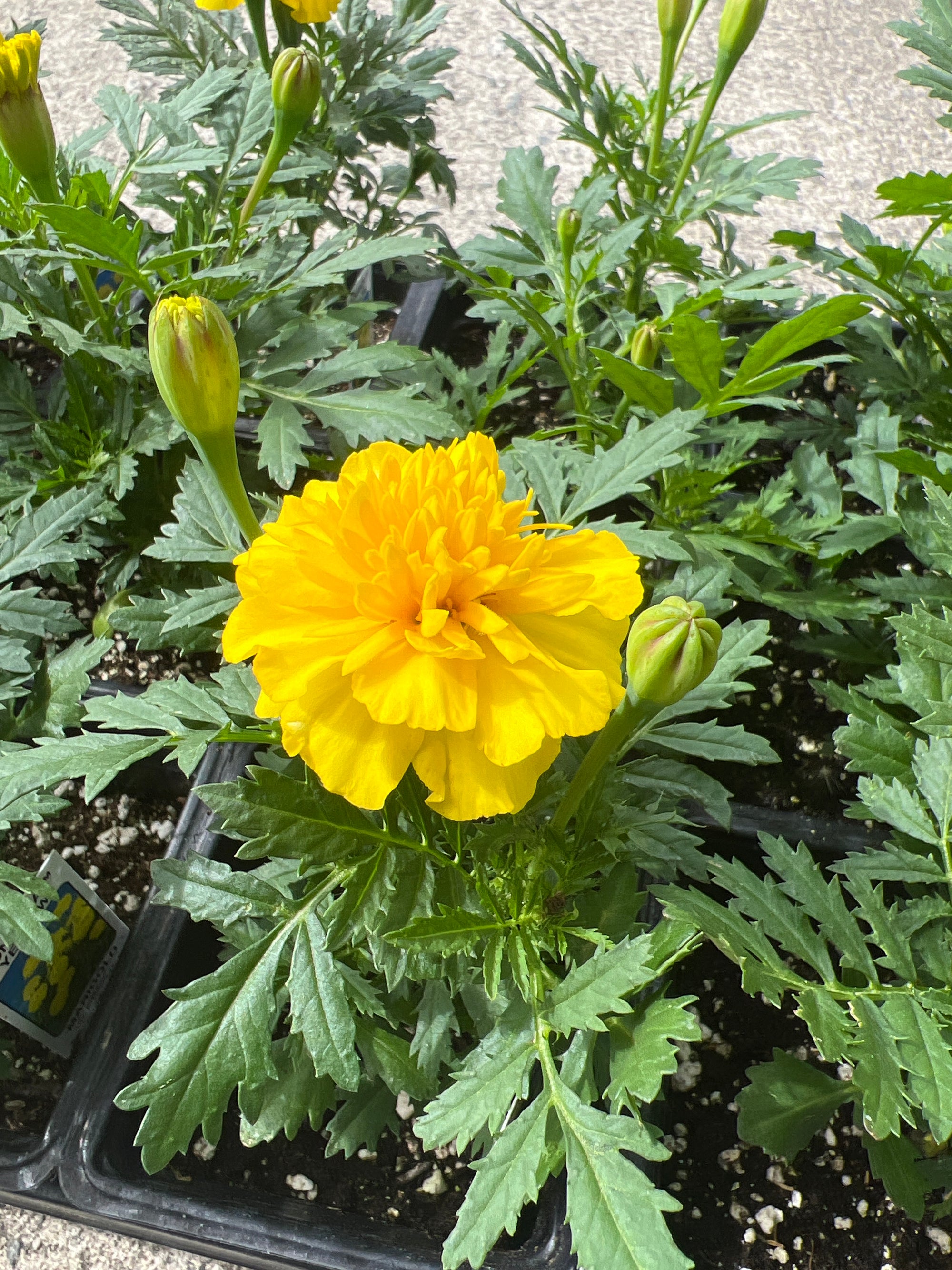 ANNUAL Marigold Bonanza Yellow