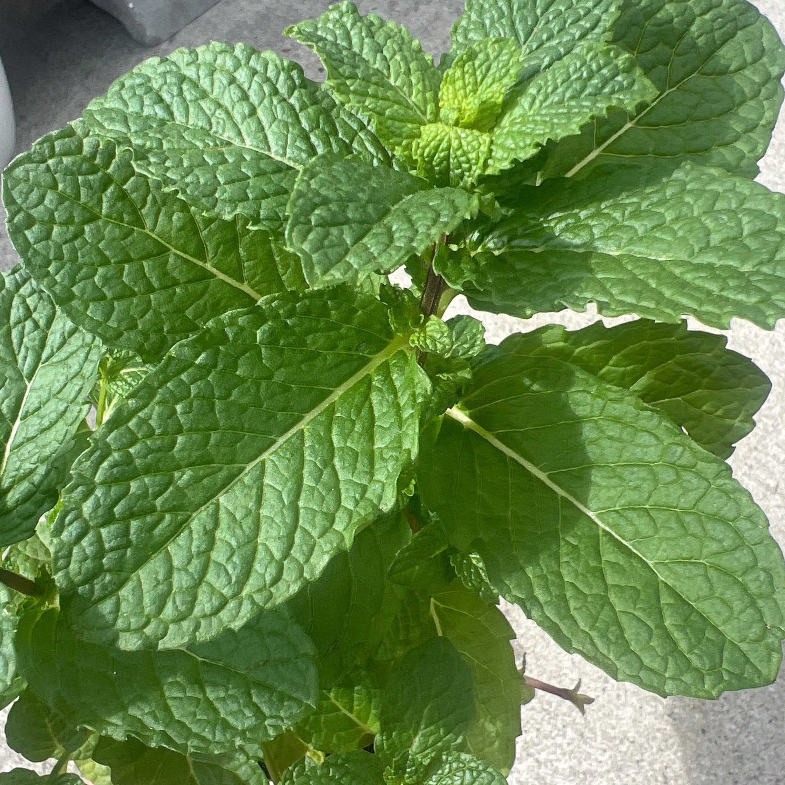 HERB 'Mojito' Mint