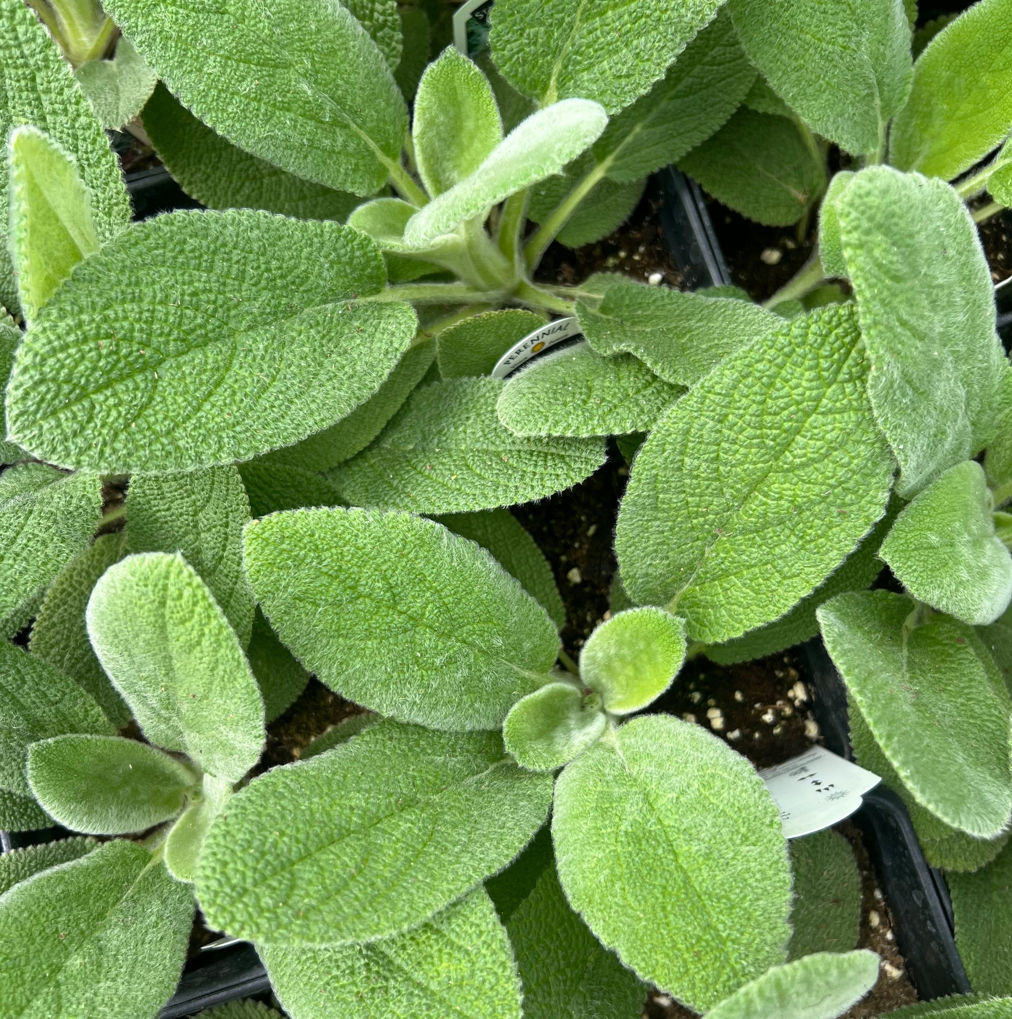 PERENNIAL Lamb's Ear