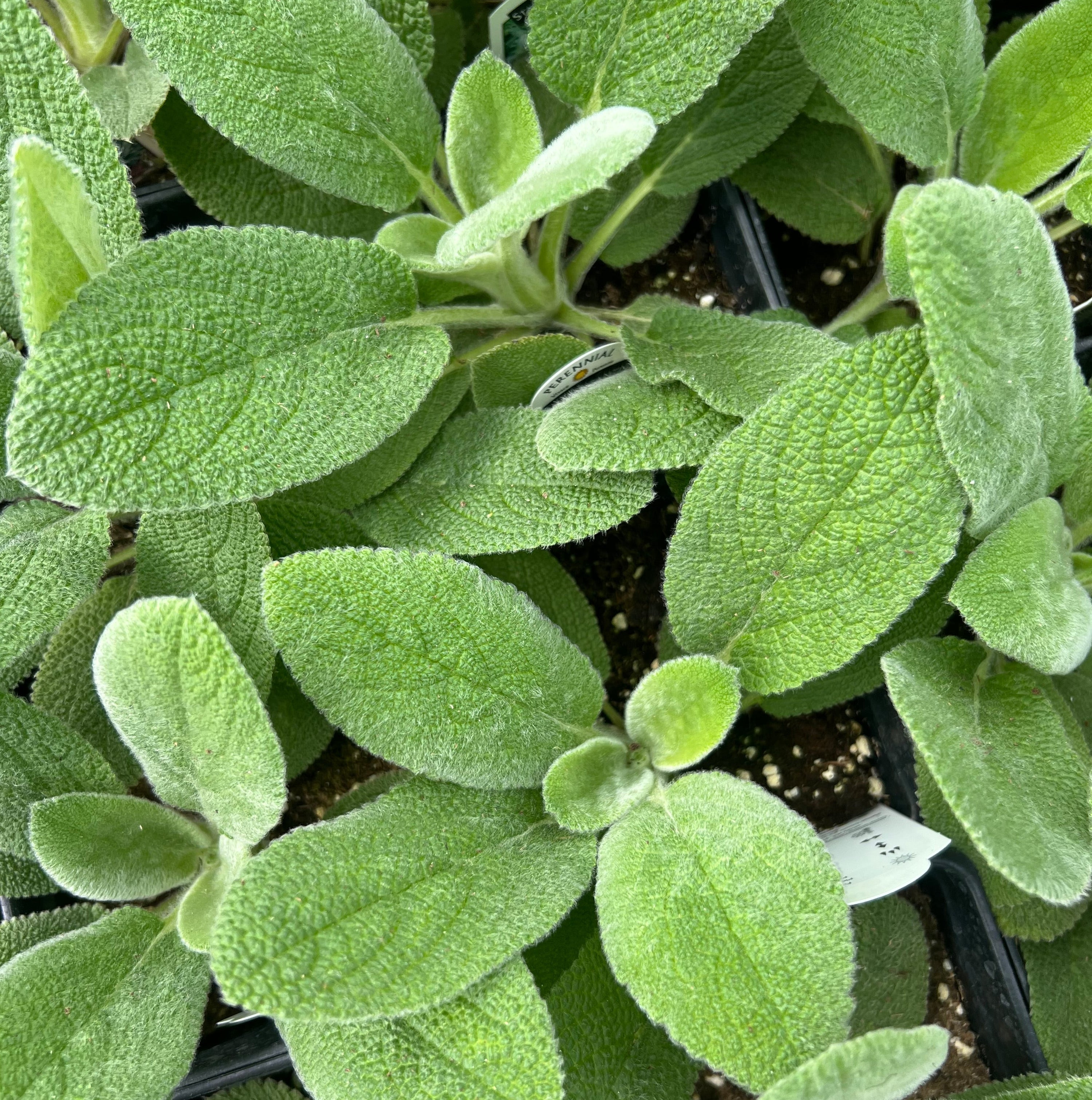PERENNIAL Lamb's Ear