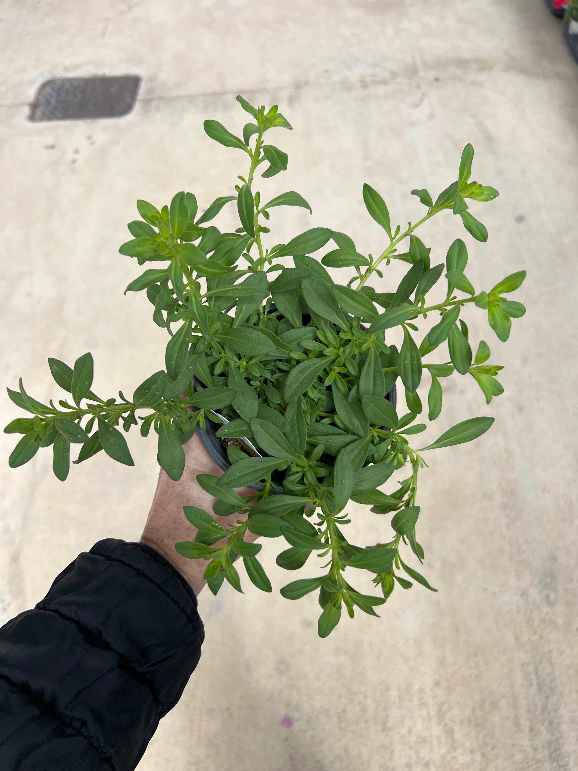 ANNUAL Calibrachoa Cabaret Yellow
