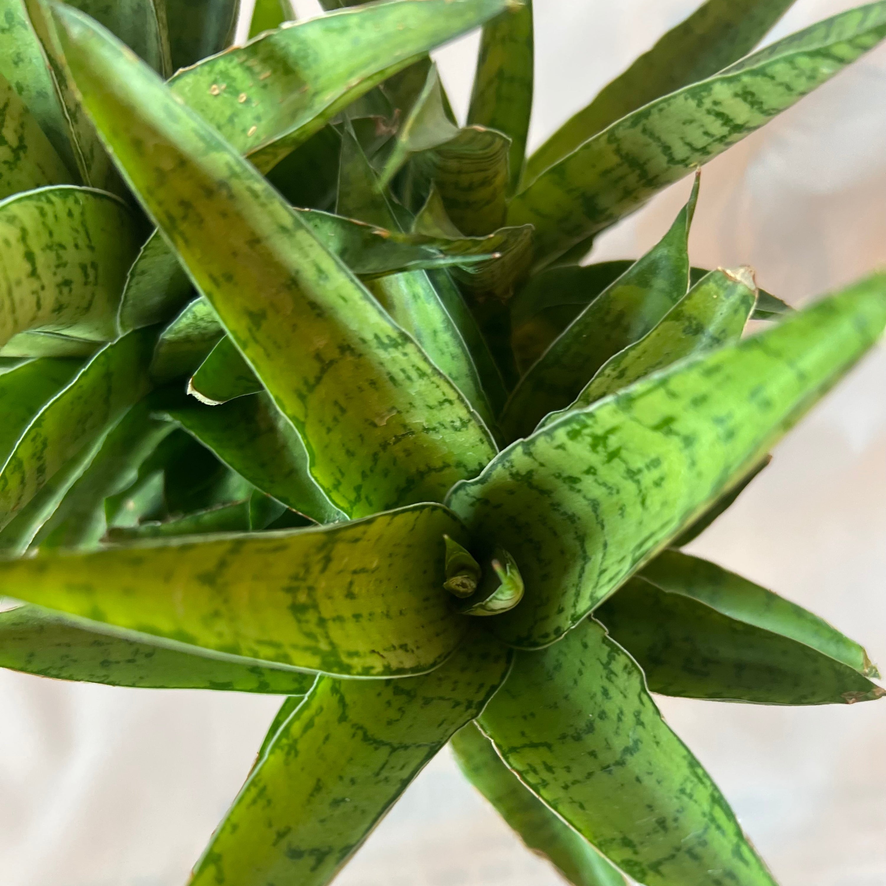 sansevieria crown prince SANSEVIERIA Crown 5” – Seedy's Plants