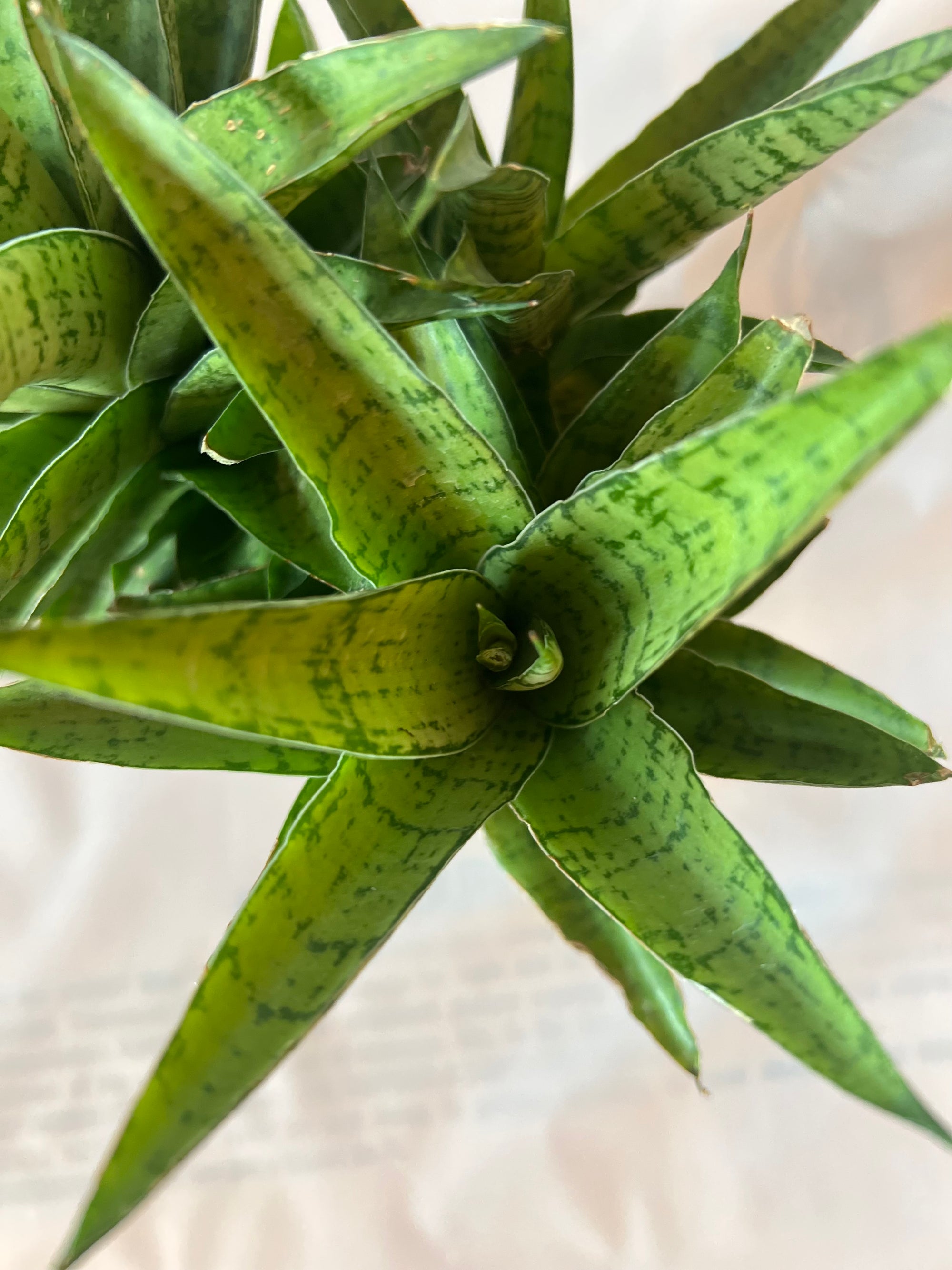 Sansevieria Crown 5”