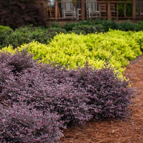 Colorful garden with purple, green, and yellow bushes.