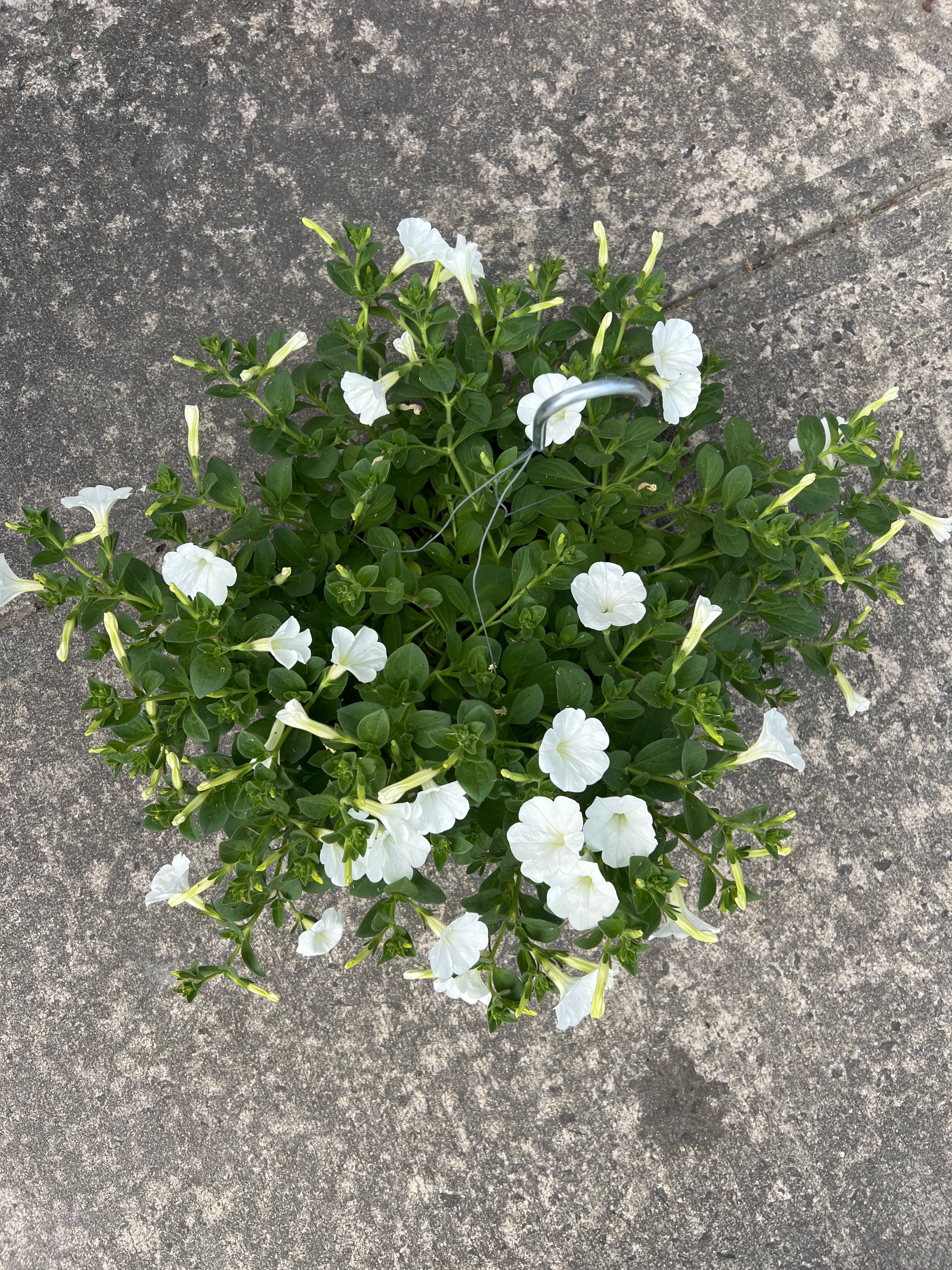 ANNUAL Petunia Color Rush White HB