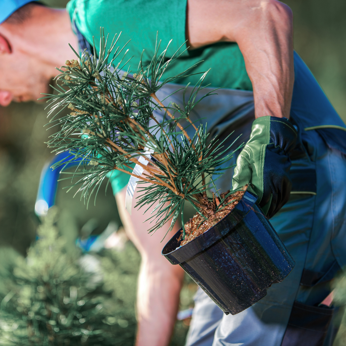 Plant Delivery & Expert Layout Service