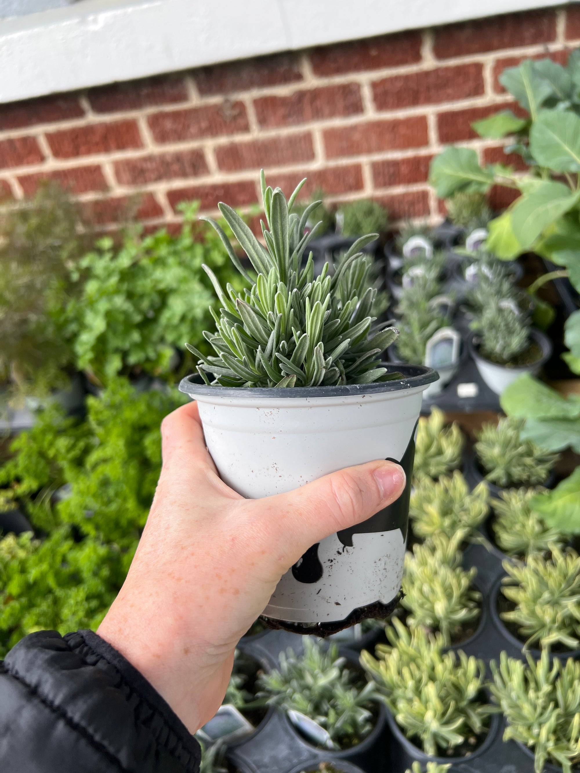 HERB 'Provence' Lavender