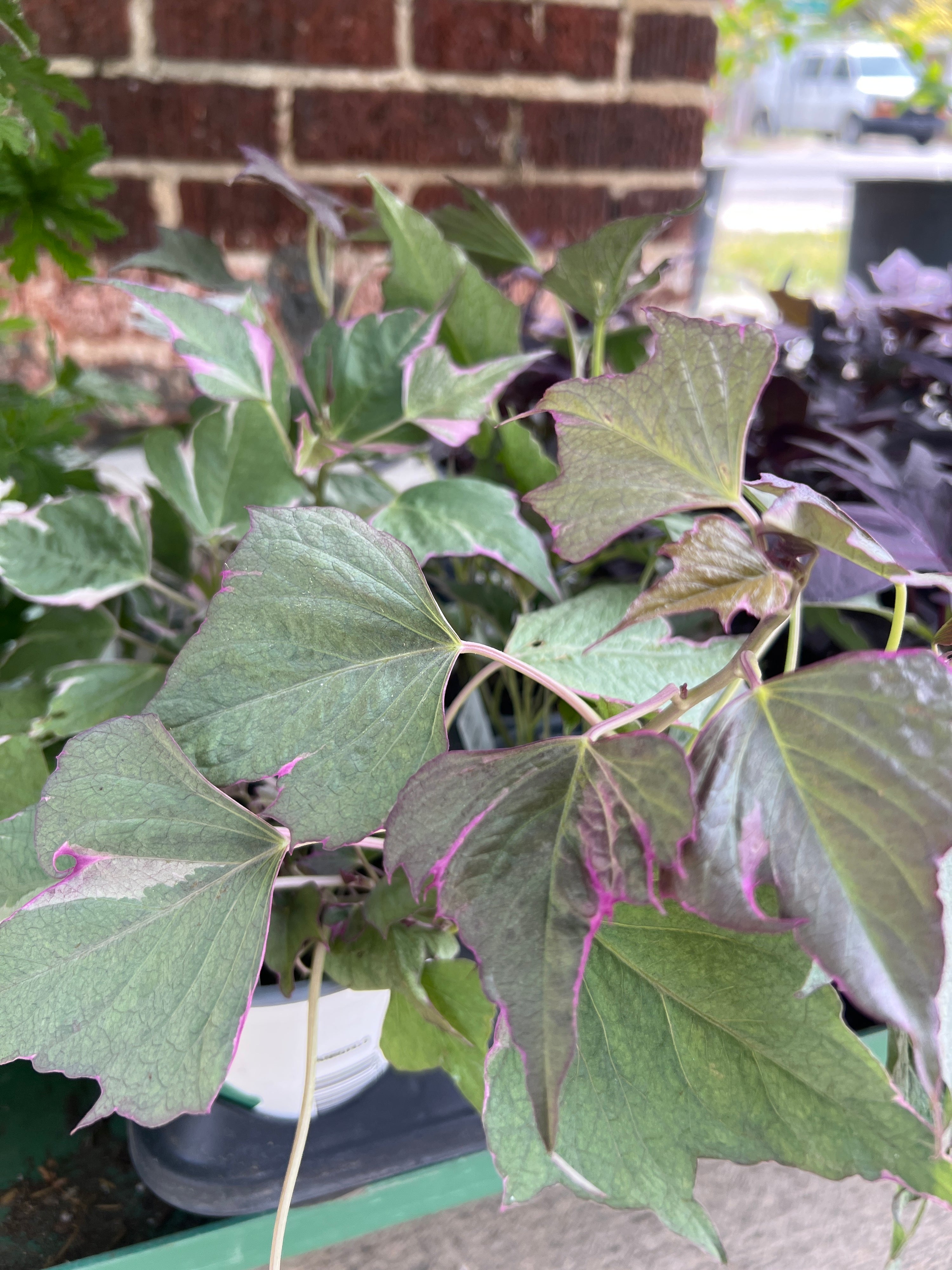 ANNUAL Ipomoea Tri-Color
