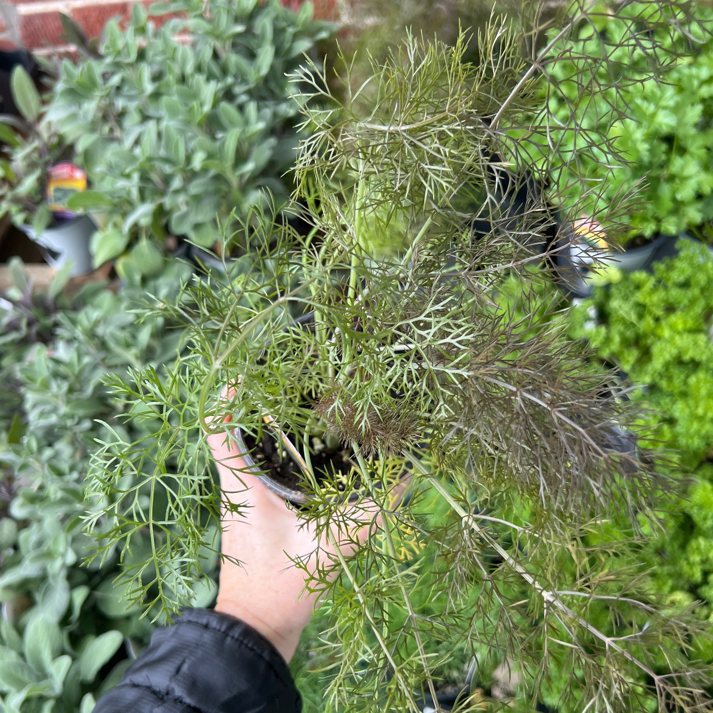 HERB 'Smokey Bronze' Fennel
