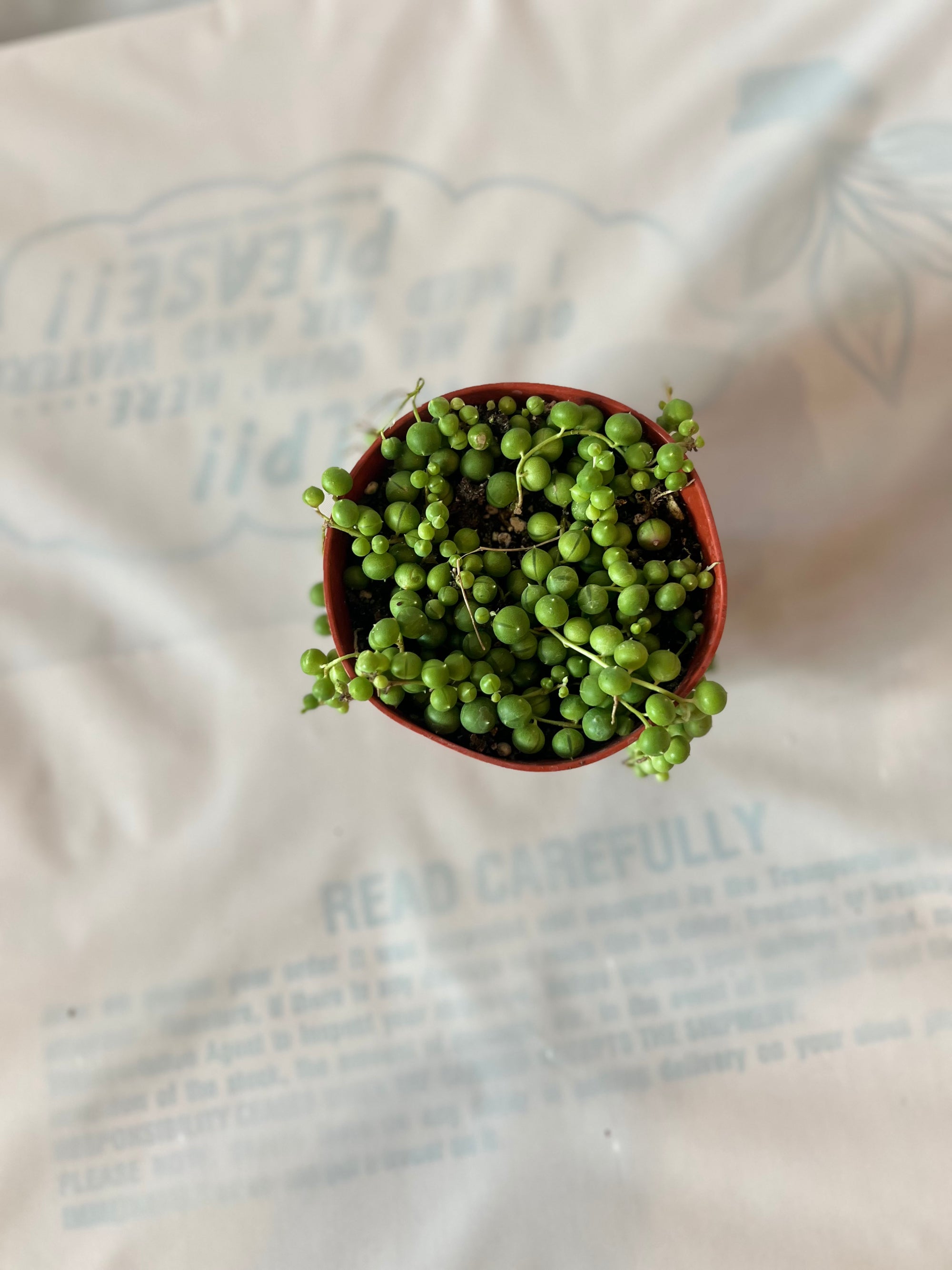 Succulents String of Pearls 4”