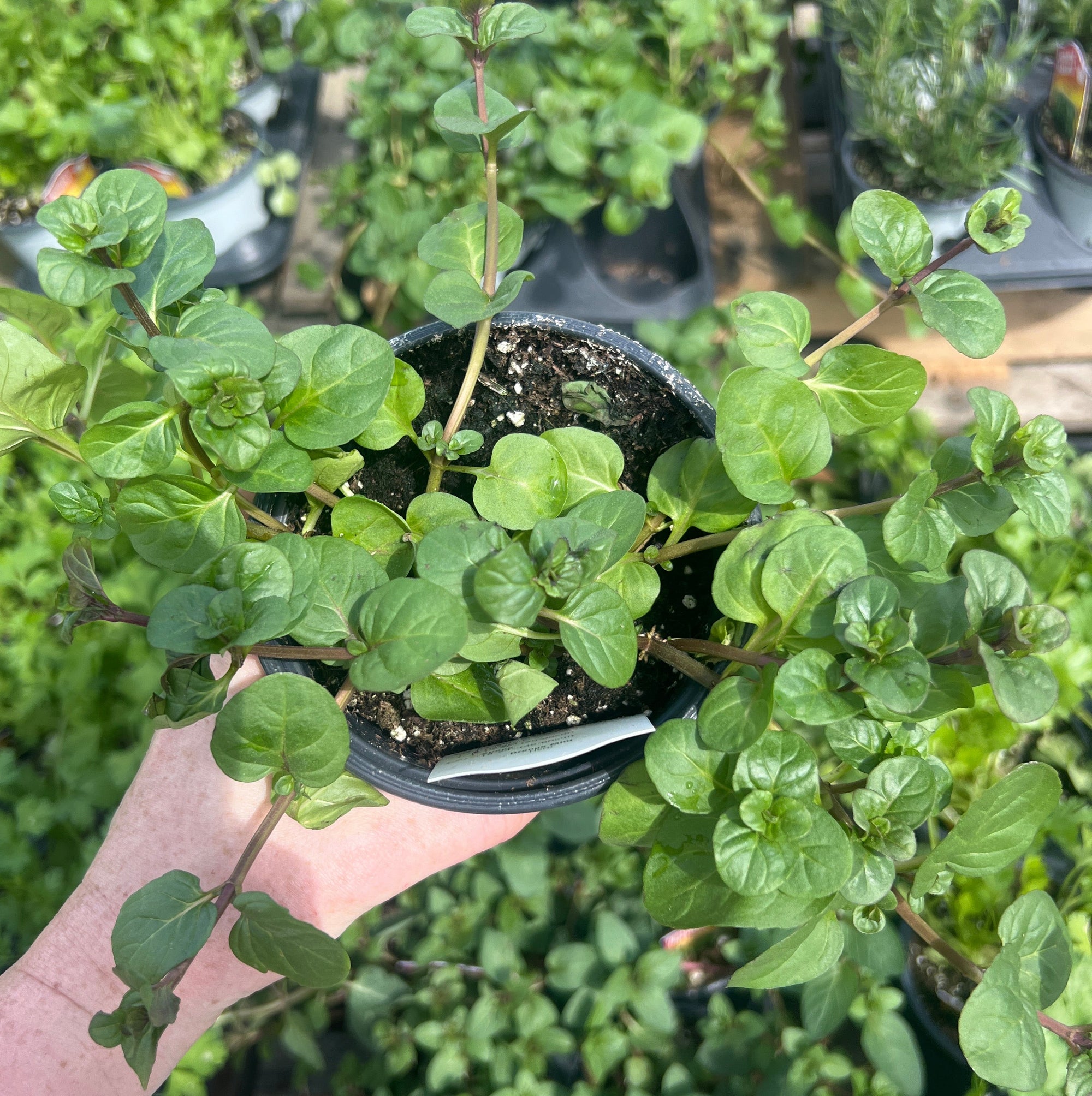 HERB 'Orange' Mint