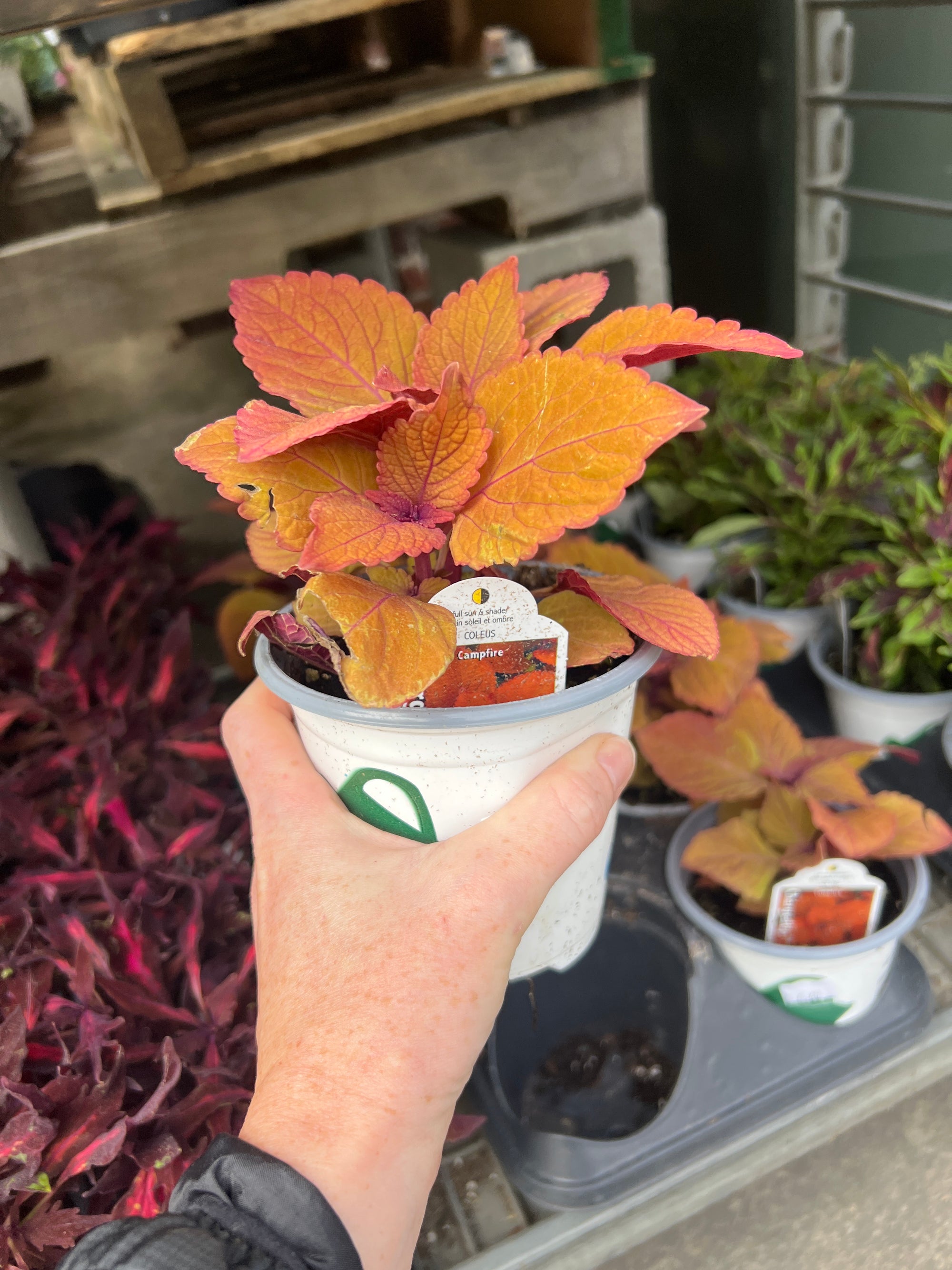 ANNUAL Coleus Charged Up Campfire