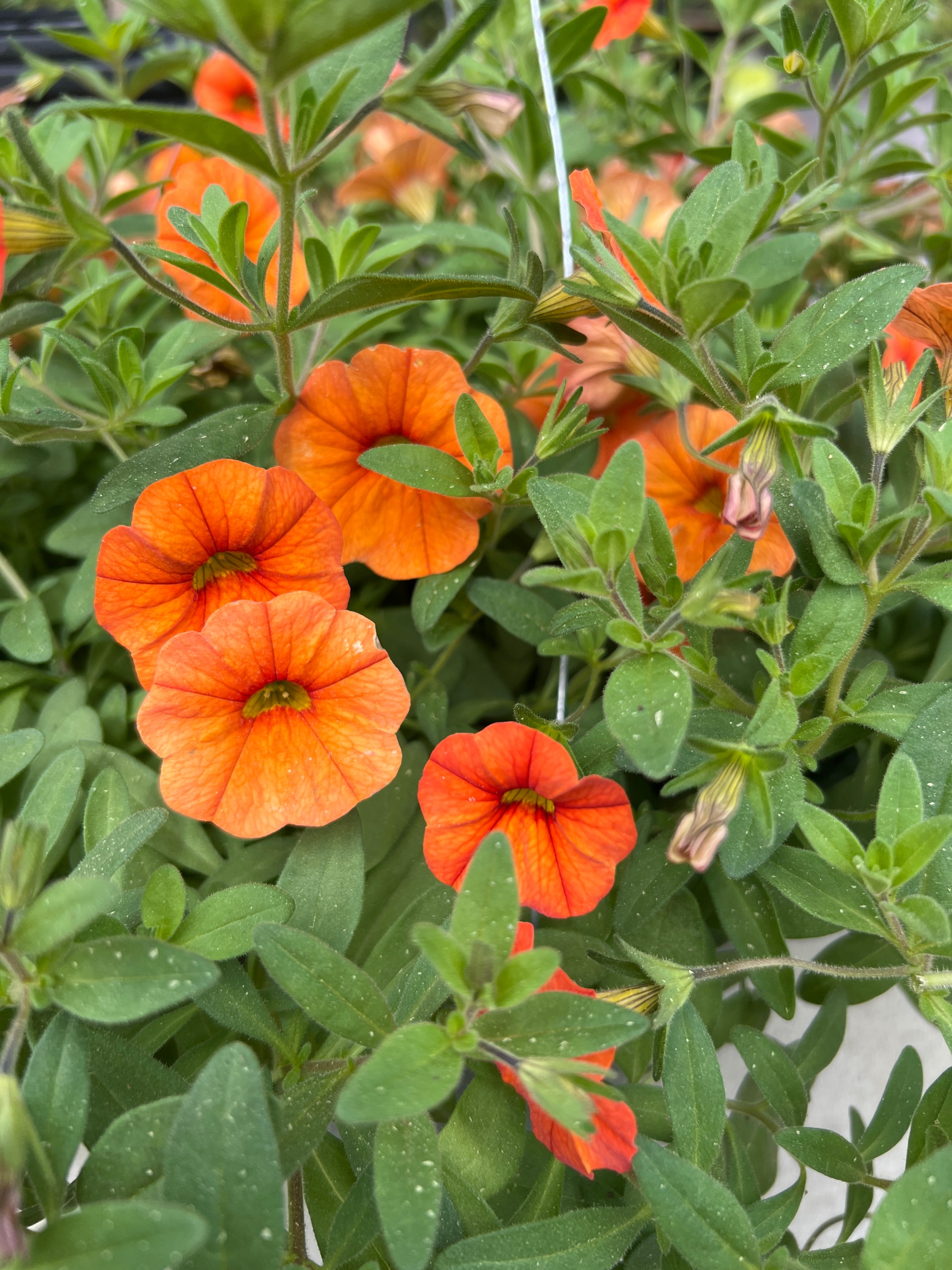 ANNUAL Calibrachoa Superbells Dreamsicle PW HB