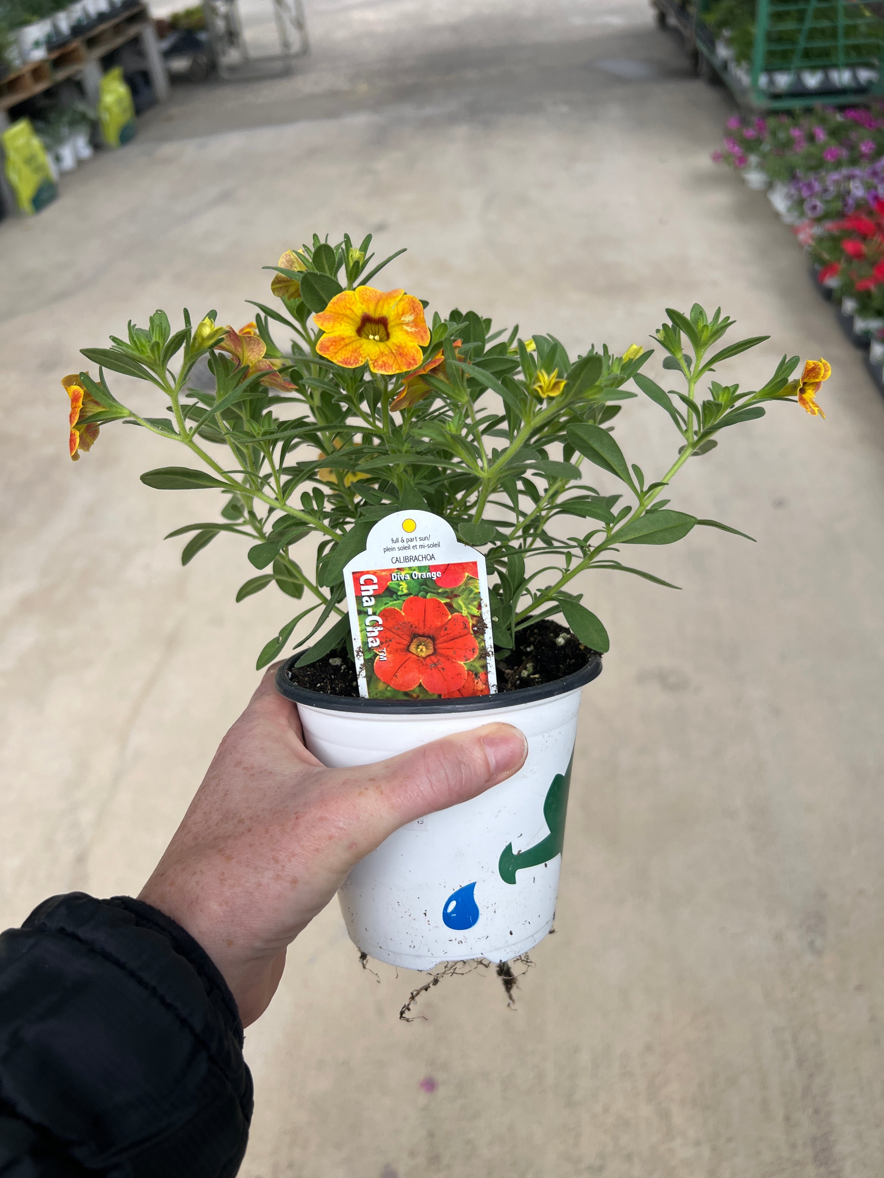ANNUAL Calibrachoa Cha Cha Diva Orange