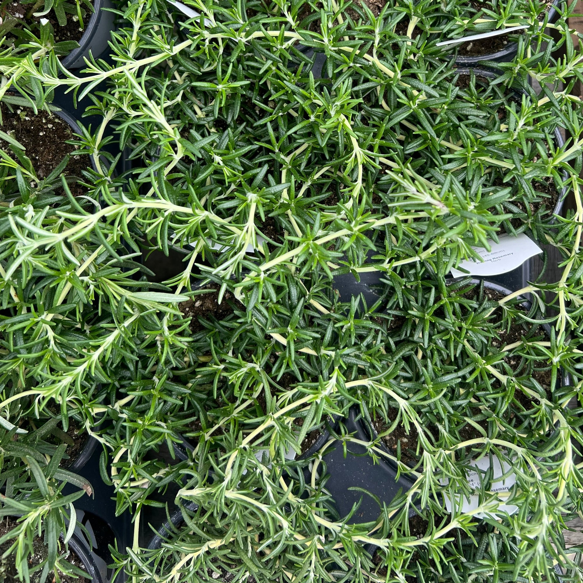 HERB 'Trailing' Rosemary