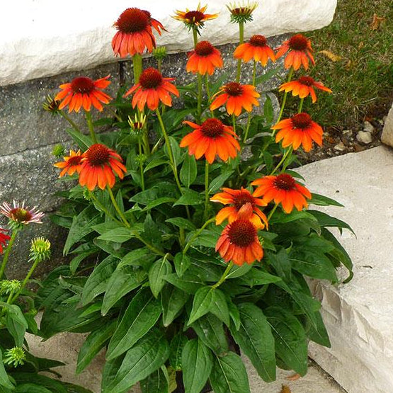 Echinacea Flamenco Orange