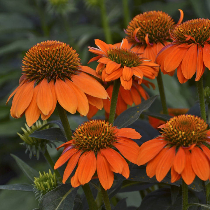 Echinacea Sombrero® Adobe Orange