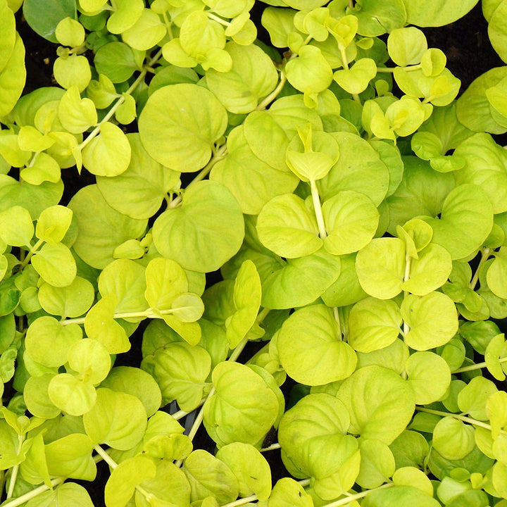Golden Creeping Jenny