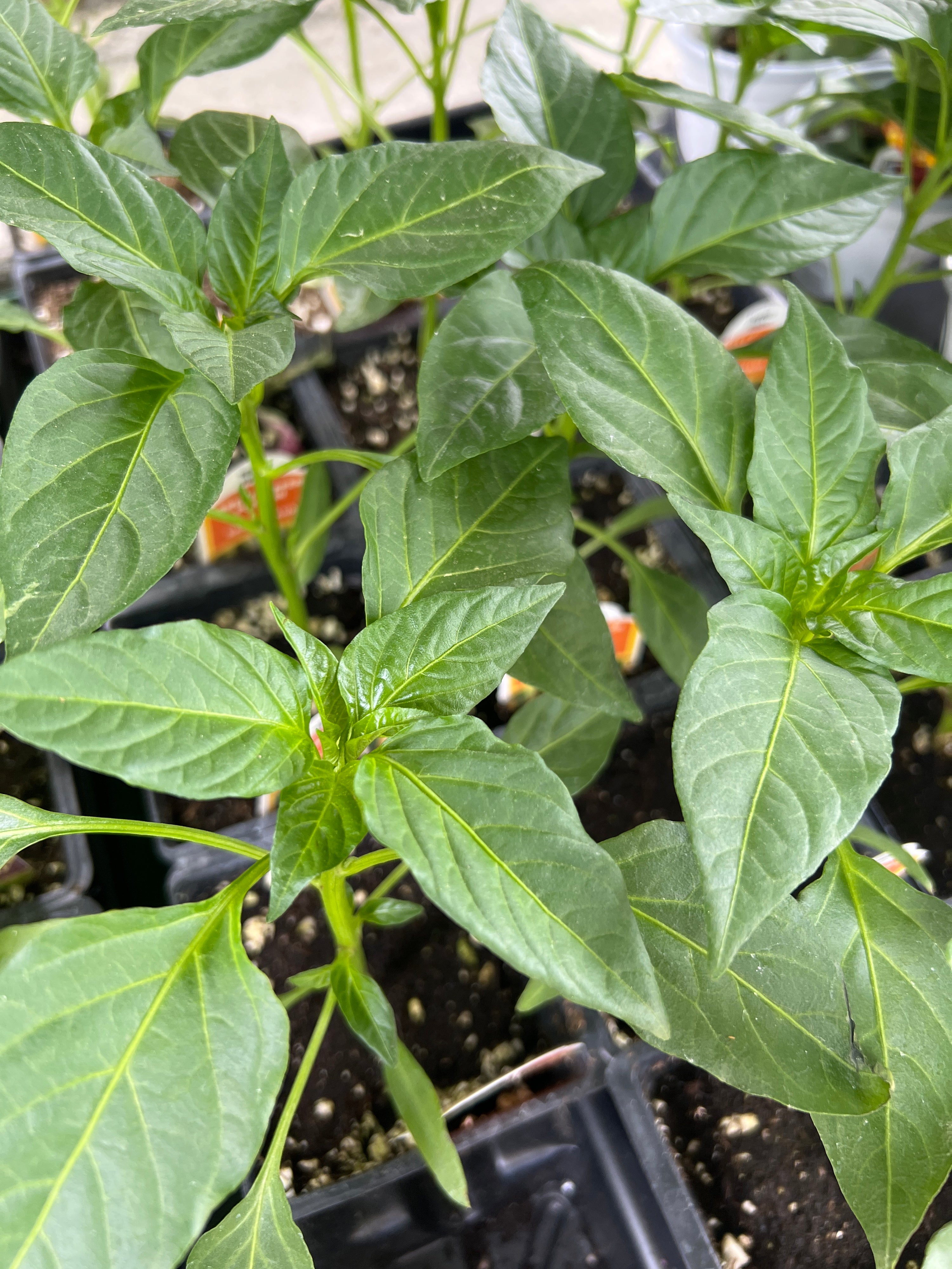 HARVEST Peppers 'Bananarama' Sweet