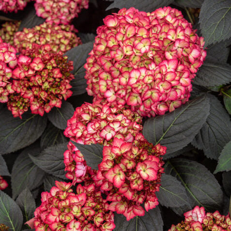 Eclipse® Bigleaf Hydrangea