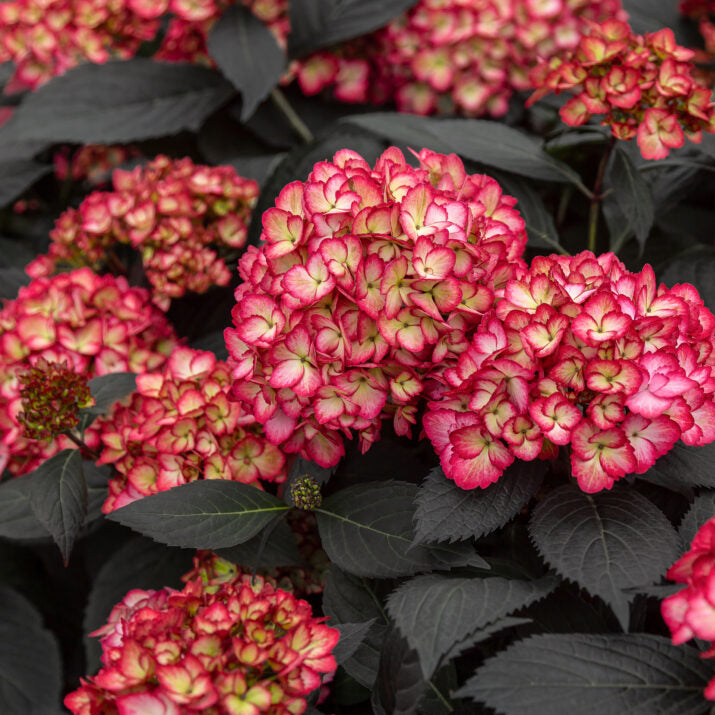 Eclipse® Bigleaf Hydrangea