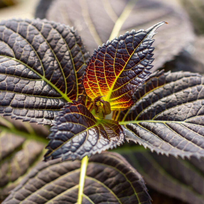 Eclipse® Bigleaf Hydrangea