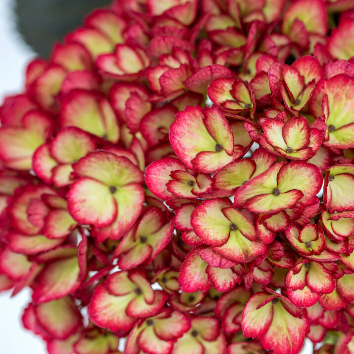Eclipse® Bigleaf Hydrangea