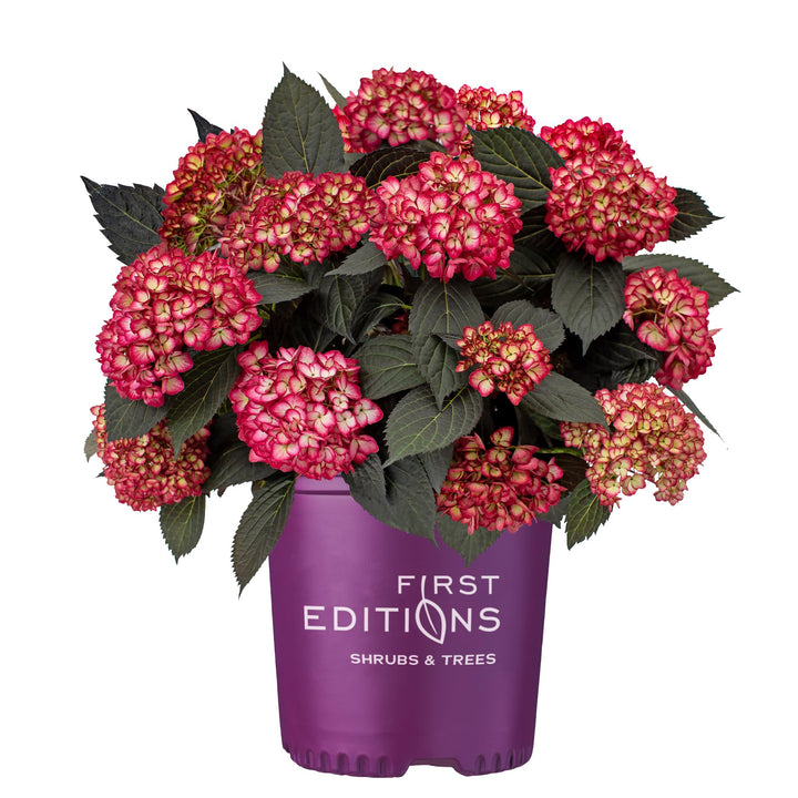 Eclipse® Bigleaf Hydrangea