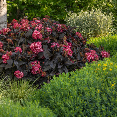 Eclipse® Bigleaf Hydrangea