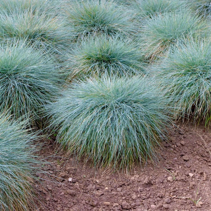 'Elijah Blue' Fescue