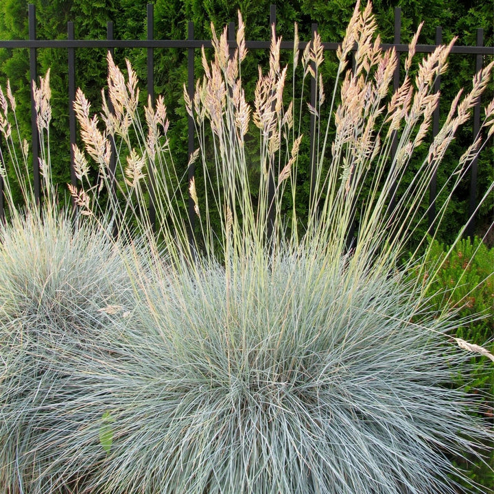 'Elijah Blue' Fescue