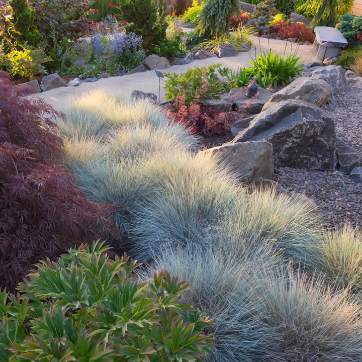 'Elijah Blue' Fescue