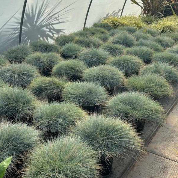 'Elijah Blue' Fescue