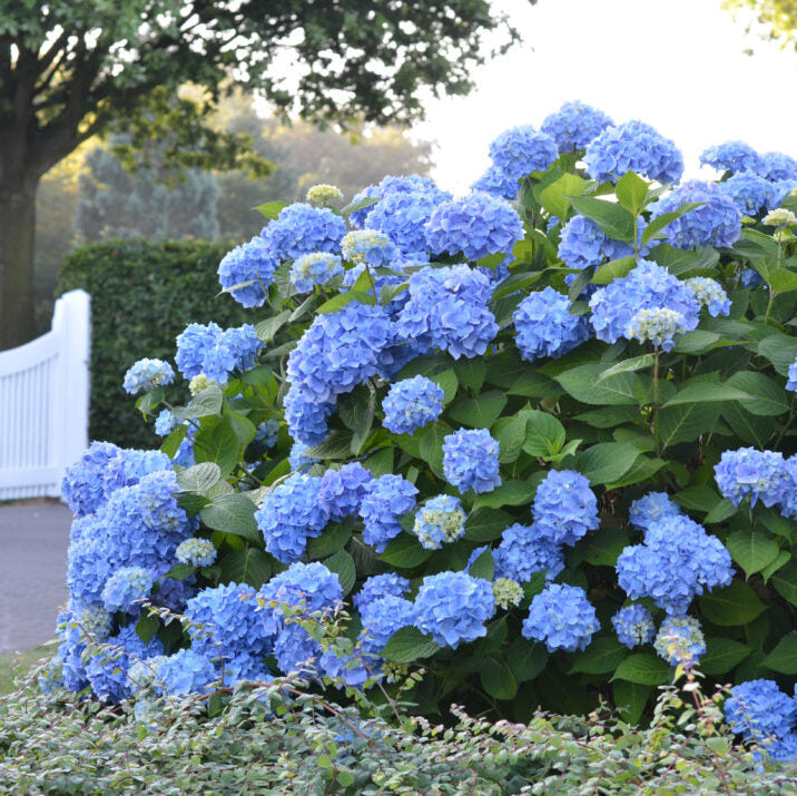 Endless Summer Hydrangea
